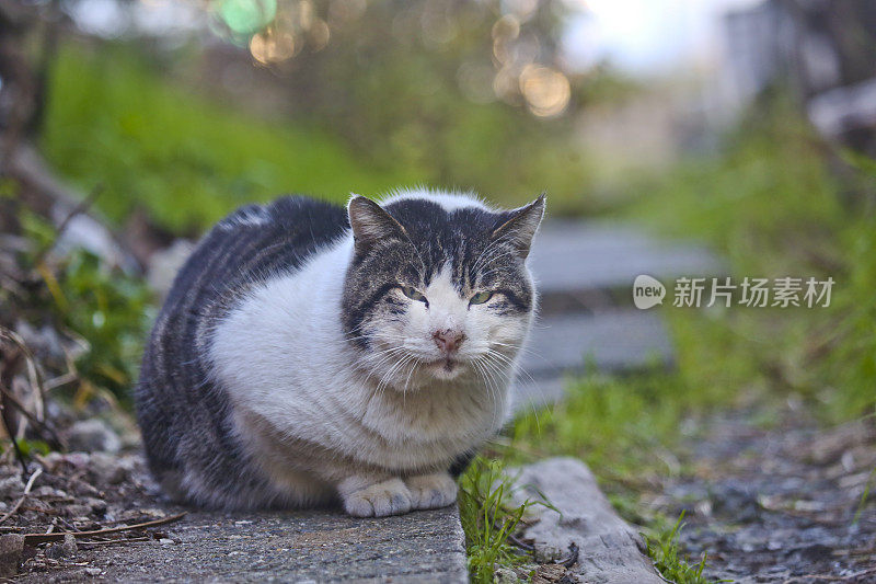 沉睡的家猫