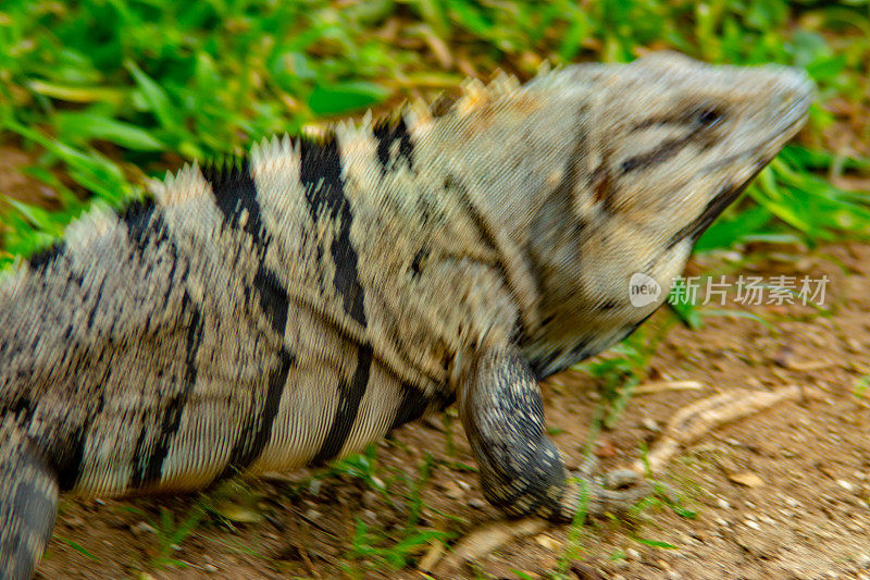 墨西哥地面上的鬣蜥
