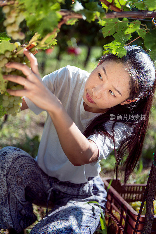 年轻的中国女人在葡萄园工作