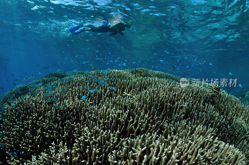 潜水者探索珊瑚花园，阿金库尔礁，道格拉斯港，大堡礁，澳大利亚