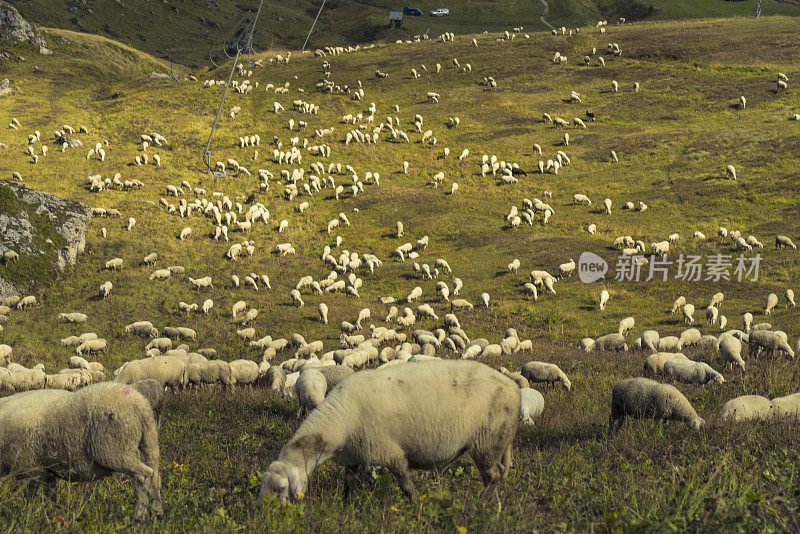 Dolomites的羊群