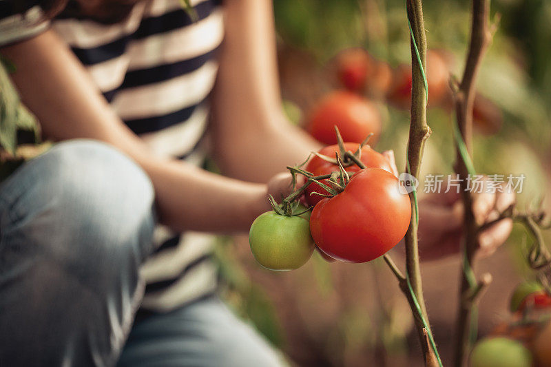 一个女人正在把菜园里的西红柿放进木板条箱里