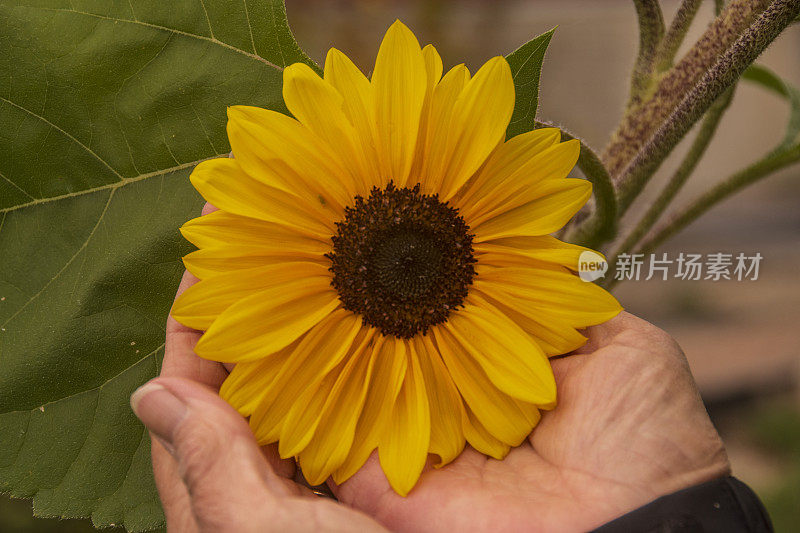 手持黄花的女子盛开在太平洋西北部