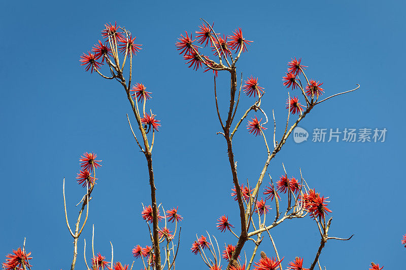 红花树