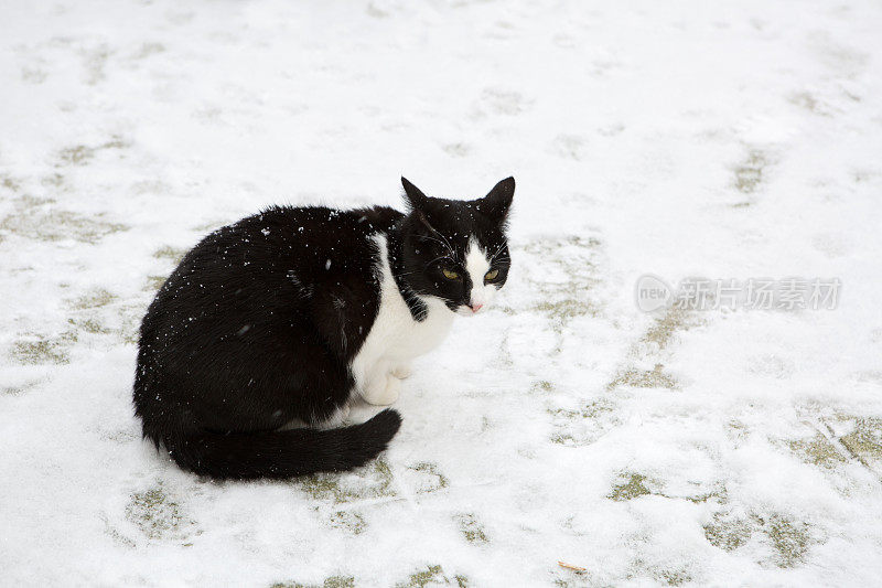 猫坐在寒冷的雪地里