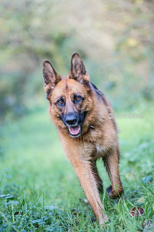 户外德国牧羊犬全身画像