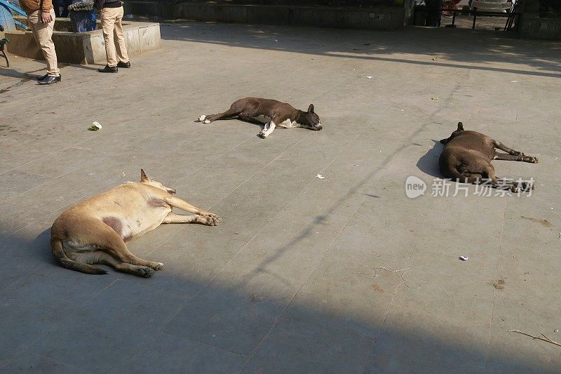 印度街头悲伤的流浪狗，无家可归的杂种狗在睡觉