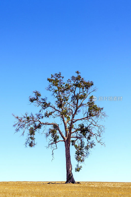 澳大利亚农田上的一棵孤独的树