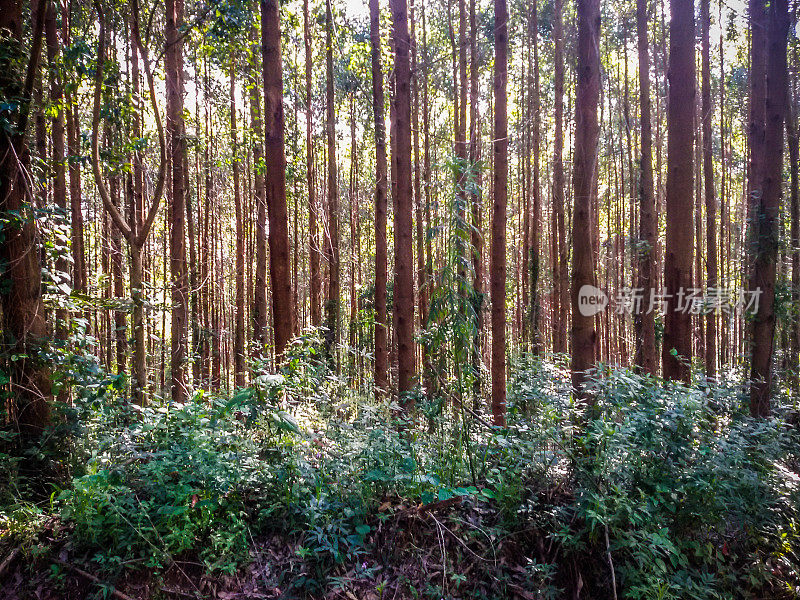 桉树-蒙特佛得角-米纳斯吉拉斯州