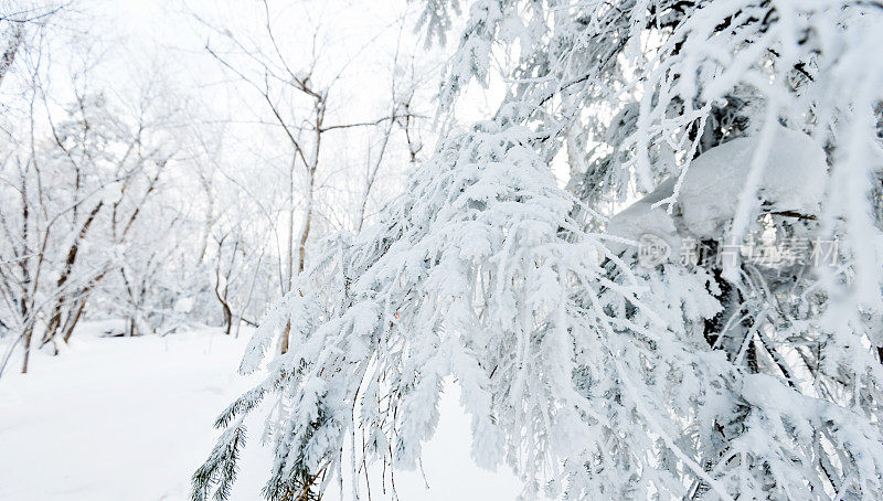 树枝上覆盖着雪