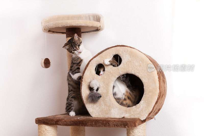两只顽皮的小猫咪一起在抓痕树上玩耍