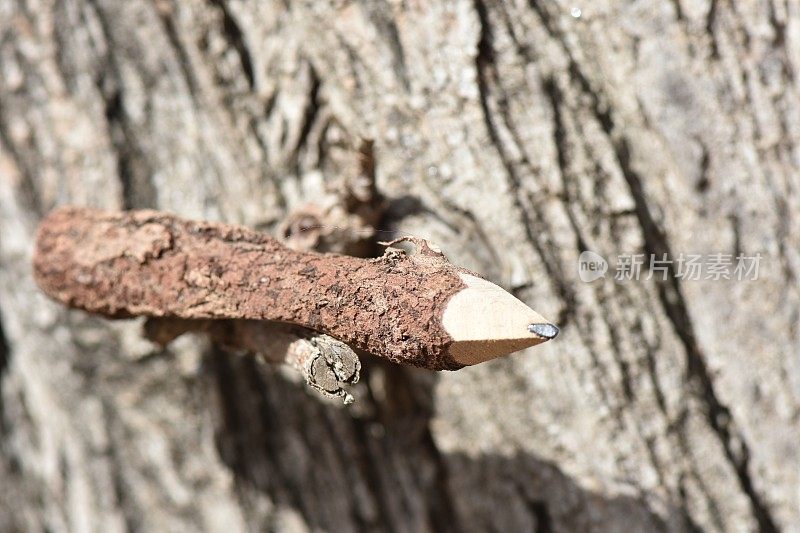 一支由天然木材制成的铅笔躺在树干上