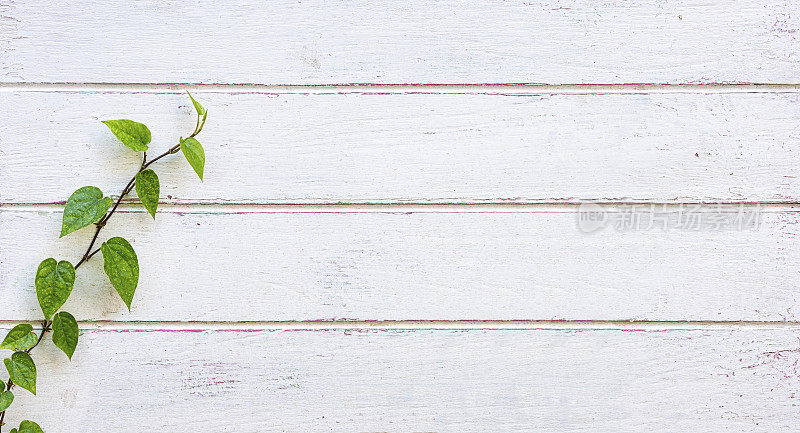 攀缘藤生长在一个古老的木板白色风化和磨损的木制墙板篱笆。