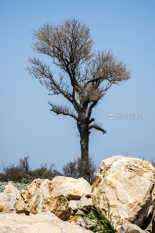 土耳其卡拉卡贝布尔萨的漫滩森林(Longoz)的一棵树