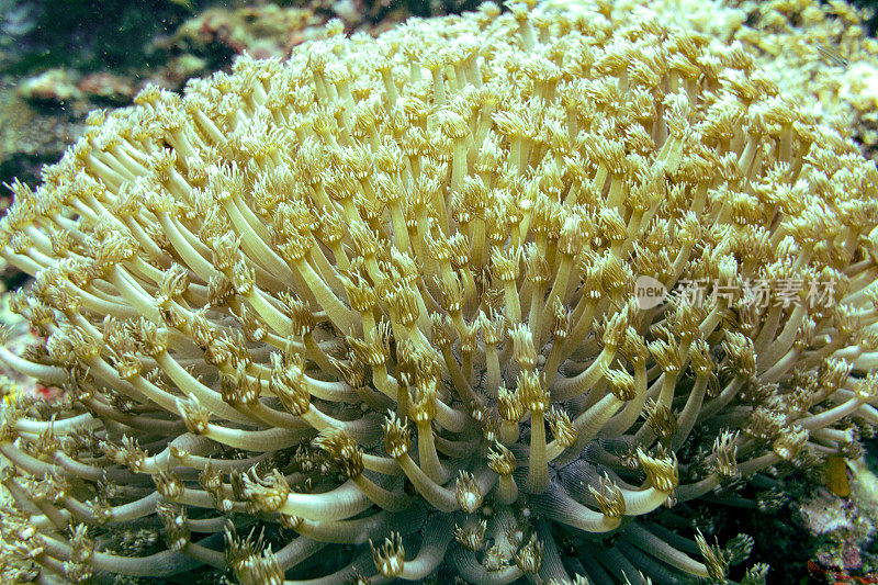 向日葵珊瑚水下特写(海绵牙槽珊瑚)