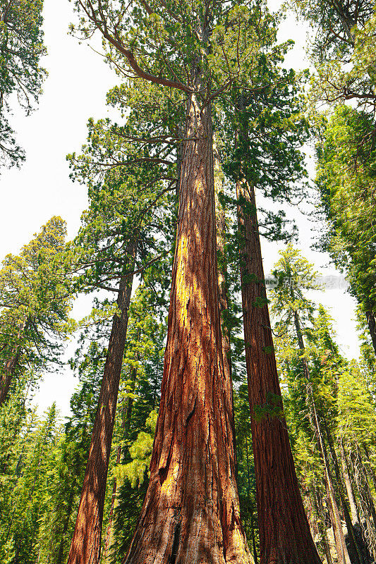 加州红杉国家公园的红杉