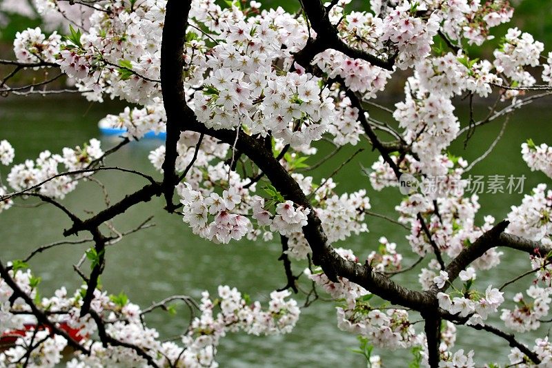 东京千鸟渊公园，绿色背景下的樱花