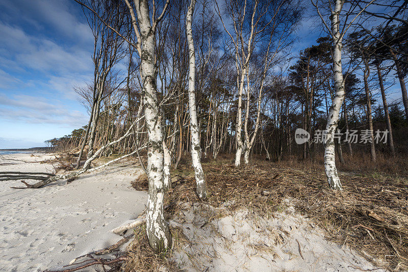 蓝天下沙滩上的白桦树