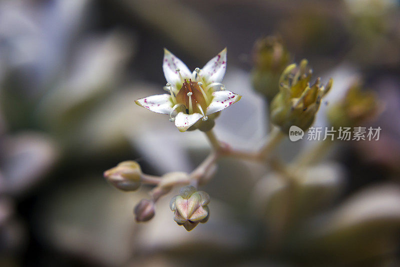 仙人掌花