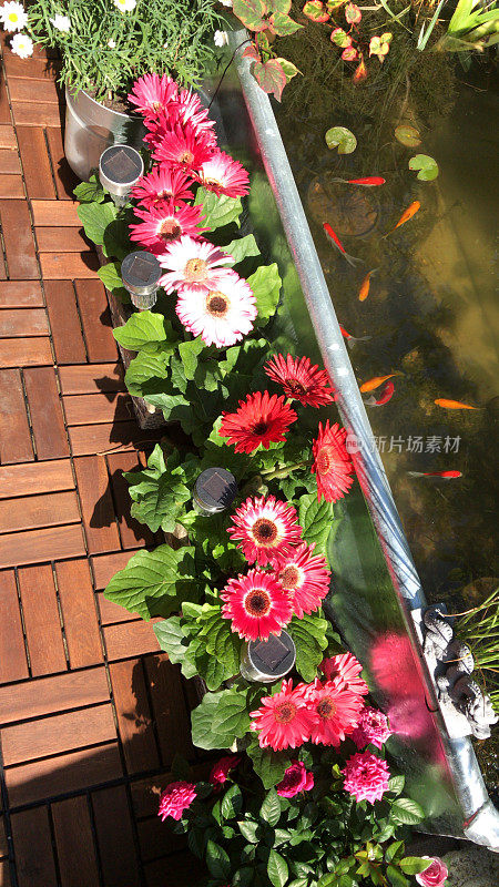 花园的树屋阳台平台阳台在夏天与锌金属槽池塘水功能，太阳能喷泉泵，金鱼鱼，边缘植物，红色微型玫瑰，粉色非洲菊花，柚木装饰瓷砖，太阳能照明，照明