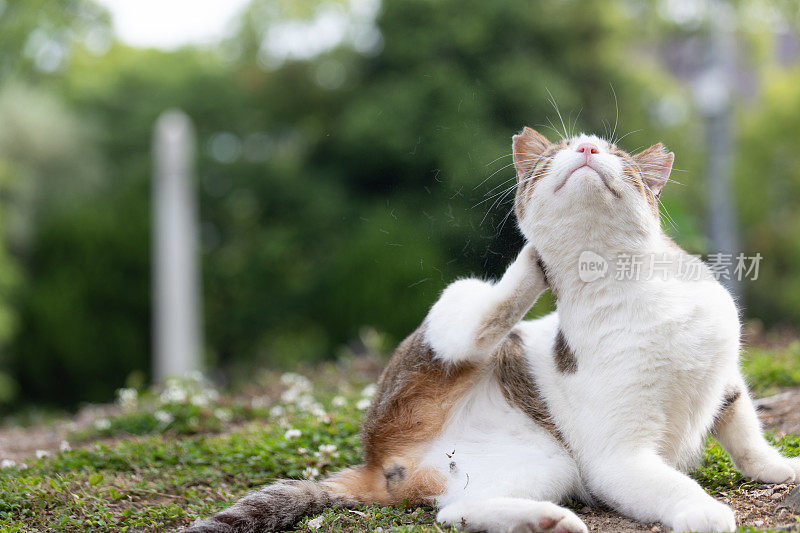 流浪猫在街上休息