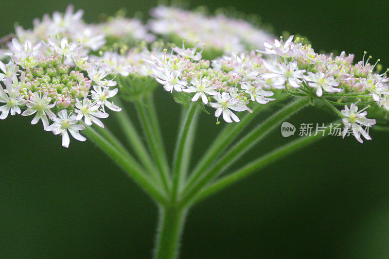 野生动物花园灌木篱墙中盛开的白牛欧芹野花，花茎、花瓣和花粉吸引蜜蜂，野山萝卜多年生草本植物，类似于有毒的毒芹