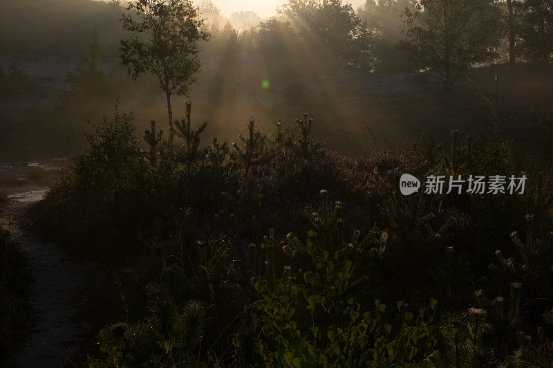 雾希思场景