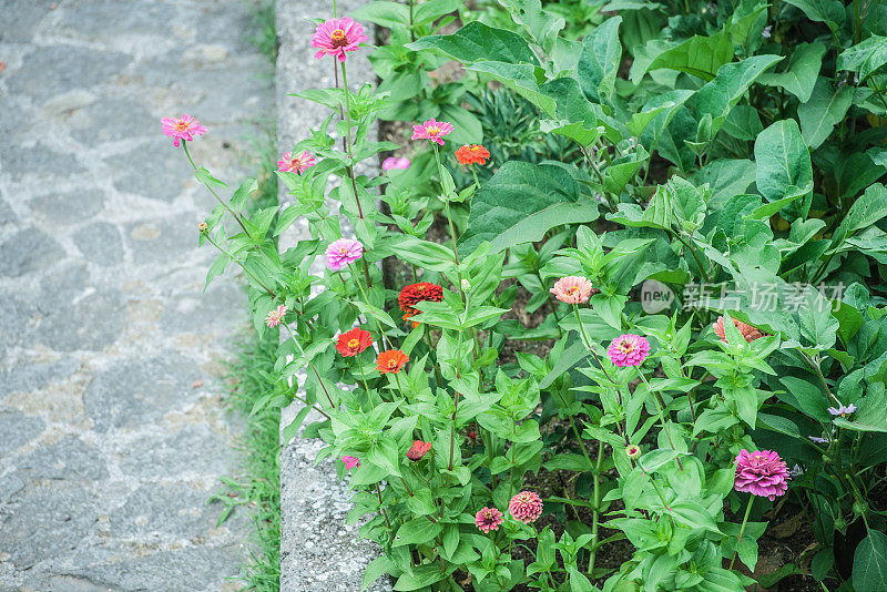 夏季菜园茄子旁百日花开花