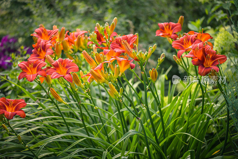 美丽的观赏花园(黄花菜)