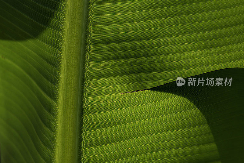背光的香蕉叶中脉区域，浅色平行叶脉和叶片上的阴影区域