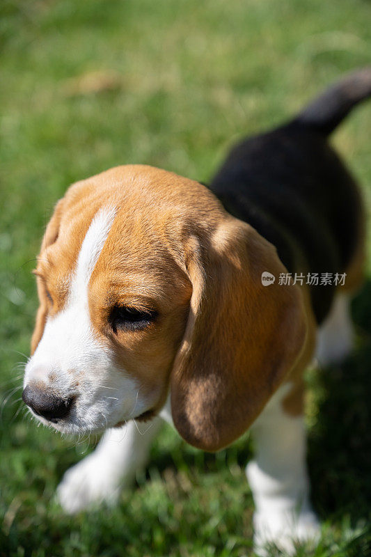 可爱的小猎犬小狗站在草地上