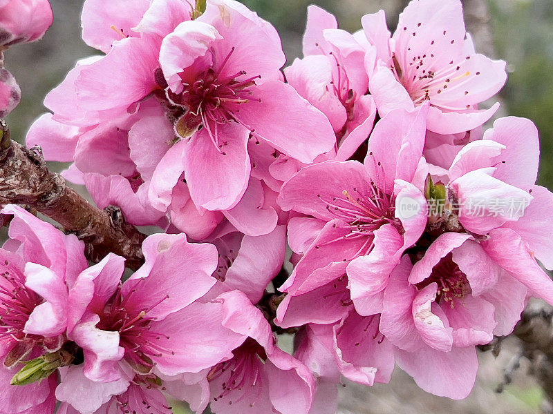 粉红桃花特写