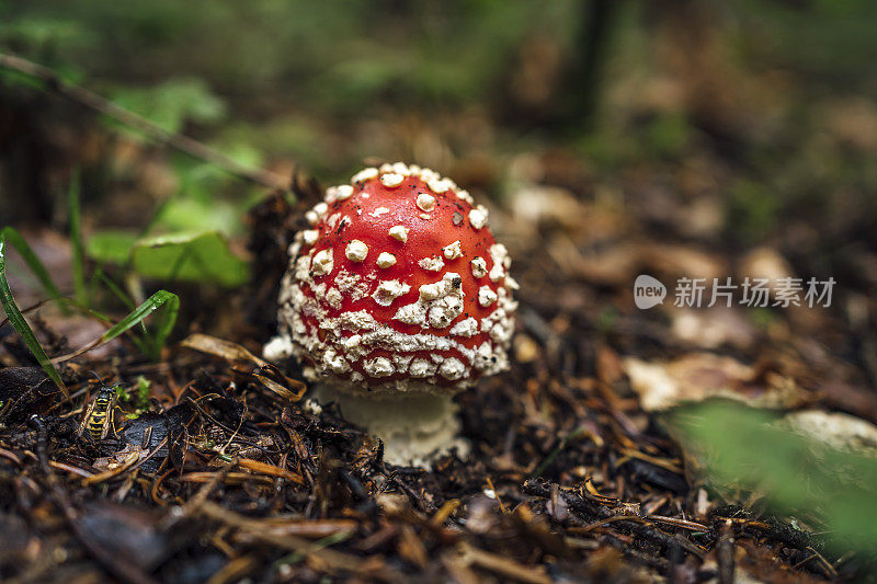 在森林里飞木耳红