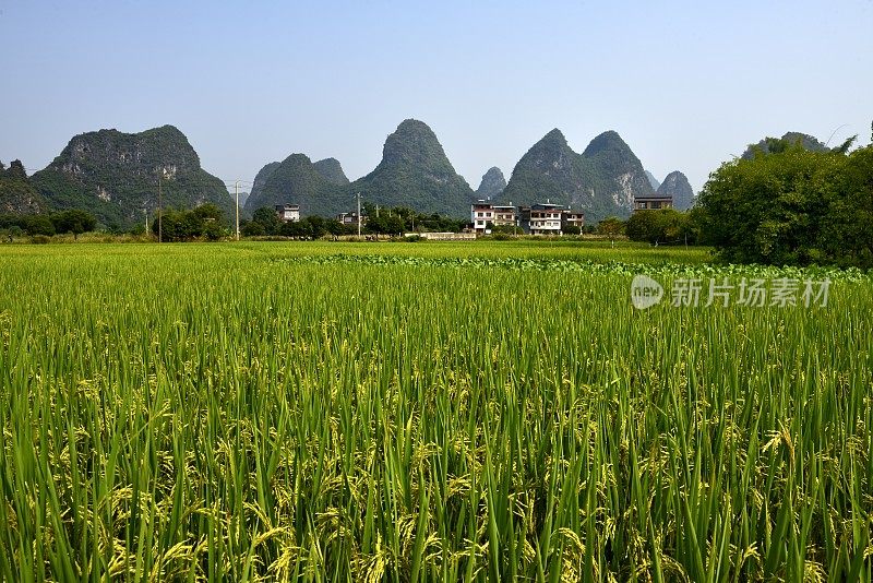 喀斯特地貌未污染农业区-稻田