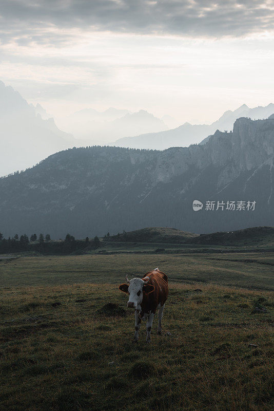 高山牛，白云石，意大利阿尔卑斯山，意大利