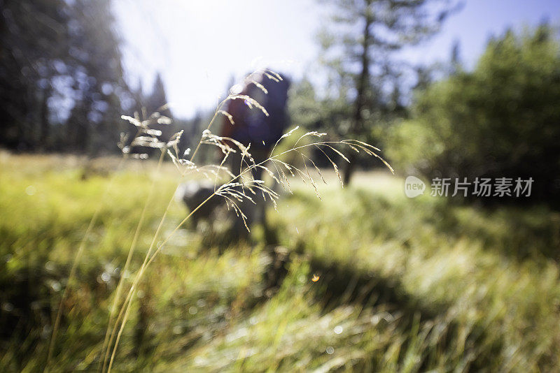 父亲带着孩子在美丽的草地上遛狗