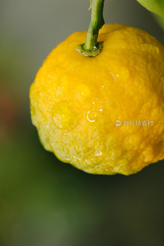 柚子在收获前会变黄。近景微距摄影。