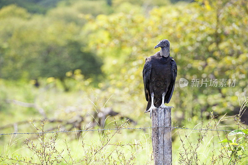 黑色秃鹫，路边清道夫栖息在栅栏柱子，托里阿尔巴，哥斯达黎加