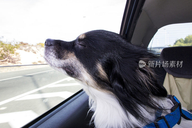 一只狗透过车窗往外看