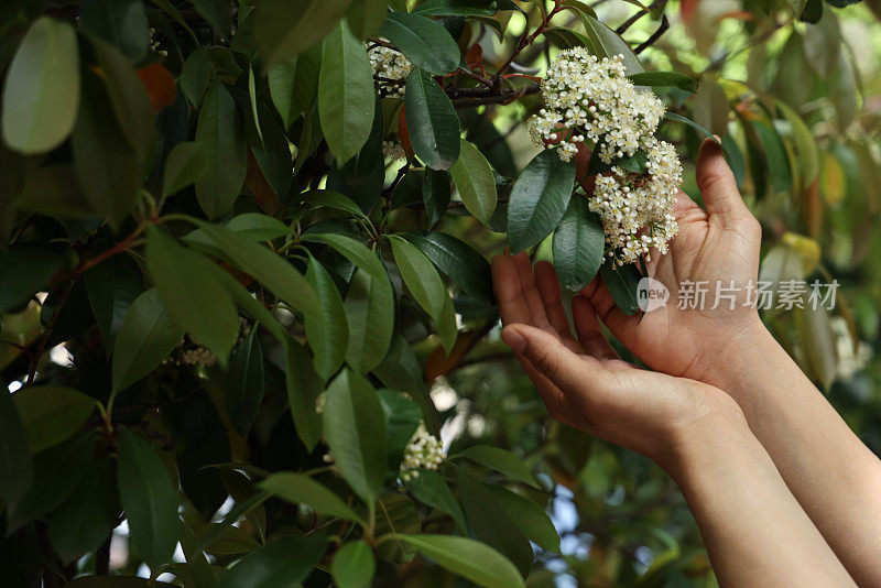 女人手摸树叶