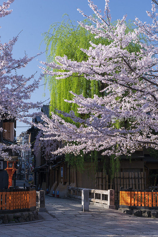 京都祗园和白川樱花和柳树，美丽的色彩，京都，京都市，东山区，京都