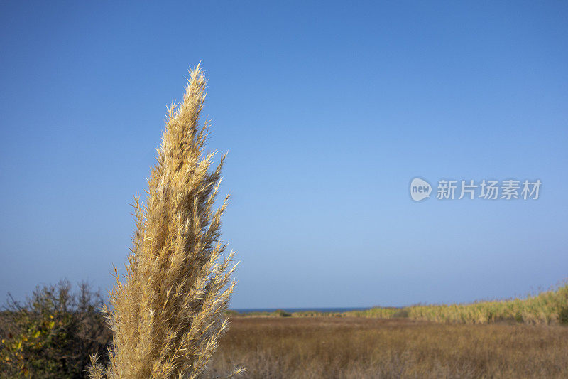 芦苇与天空