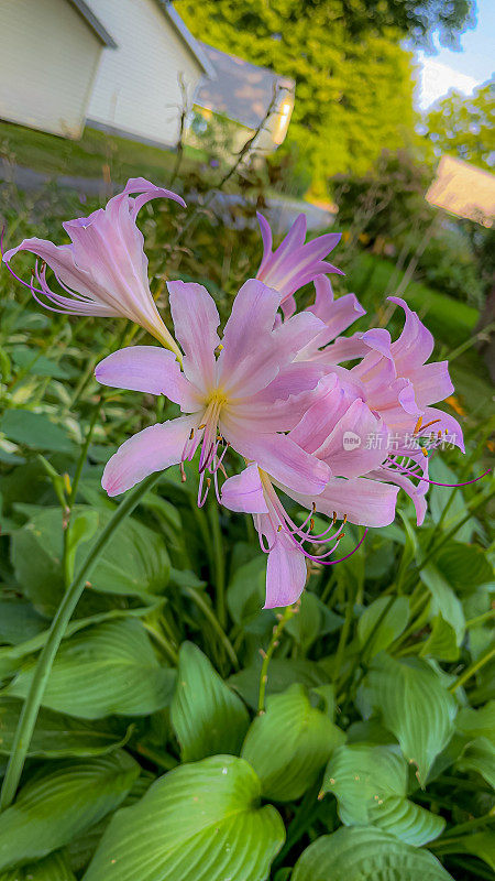 花、树等。