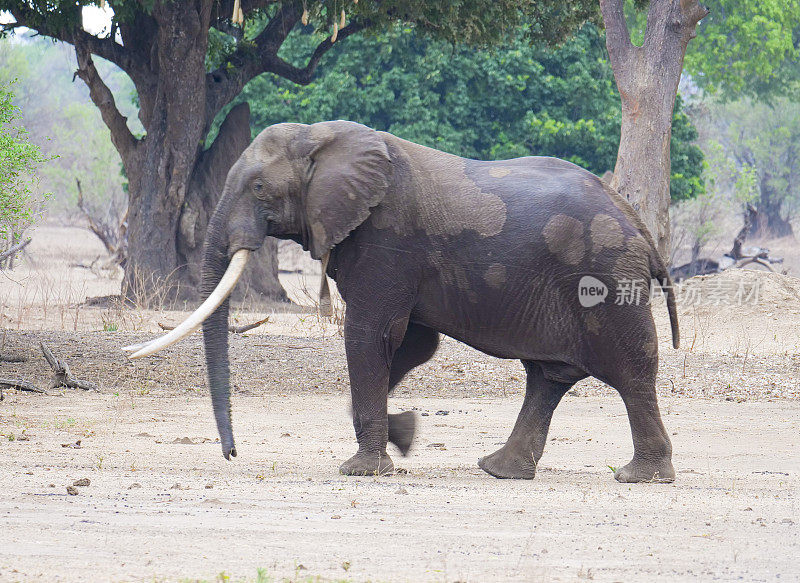 津巴布韦的非洲象(Loxodonta)