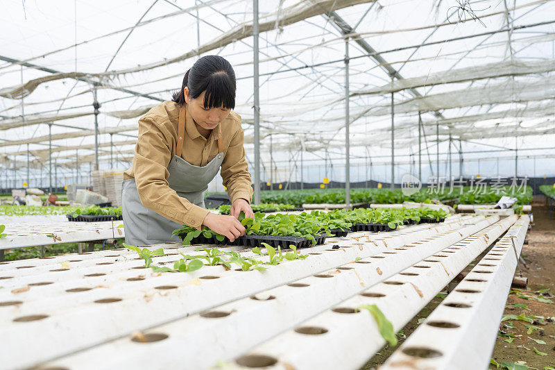 一位女农民正在有机农场的温室里种植