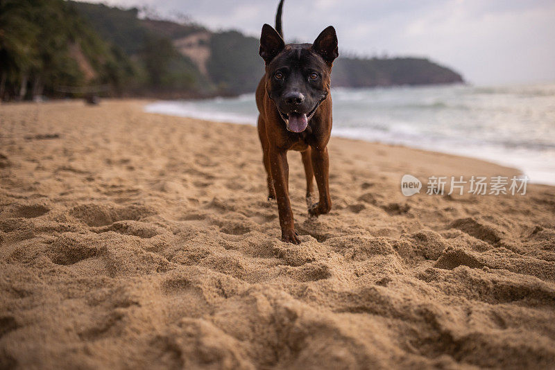 海滩上可爱的小狗