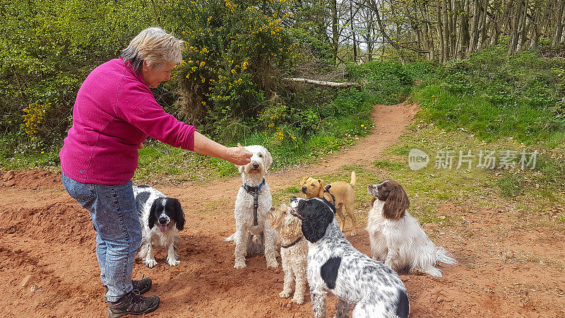 坐，一位女士出去遛她的六只狗，花点时间让它们都坐下来等待食物，训练它们的服从能力，同时锻炼它们。