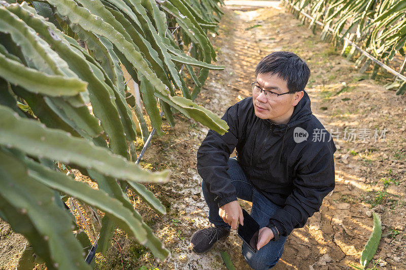 一个男性农民在火龙果果园里使用药片