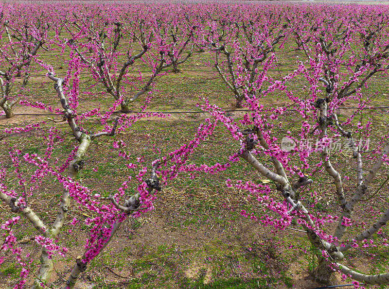 春天，在西班牙的阿拉贡，桃树绽放出粉红色的花朵