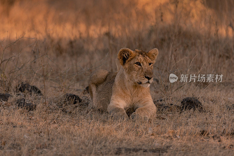 年轻的雄性亚洲狮坐在树荫下放松